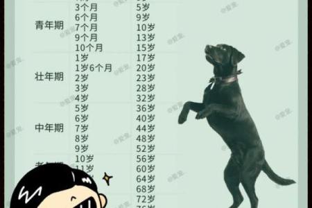 属狗的人2023年具体年龄查询，不同年份出生对照表
