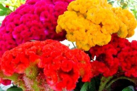 丁香花最忌三种属相 镇宅最灵的三种花