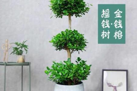 金钱榕什么属相不能养 金钱榕好养活吗