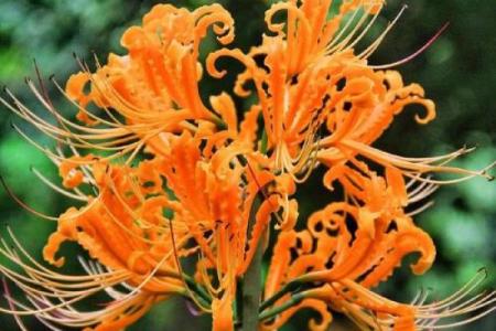 彼岸花最忌三种属相 彼岸花什么花