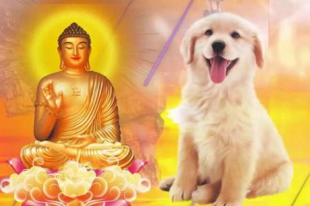 属狗几月生的人有福气 属狗几月生的好