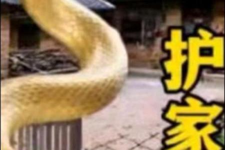 ‌头上著头是什么生肖 → 蛇（蛇多头，头上著头，多余之物）‌