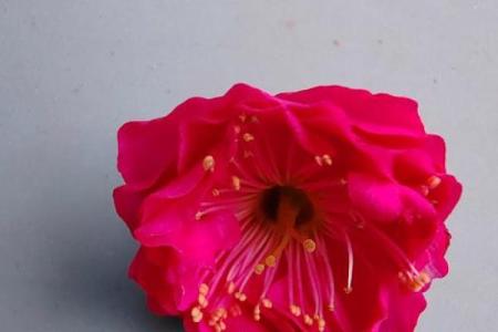 红色梅花三六九是什么生肖 欲钱买红色梅花三六九猜一生肖