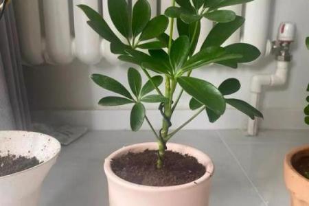 鸭脚木什么属相不能养 鸭脚木什么属相不能养在家里