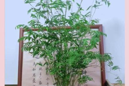 米竹什么属相不能养 米竹适合家养吗