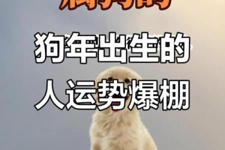 2025属狗大忌颜色 2025属狗要小心一个人