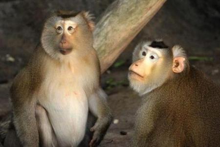 一步登天三大生肖 一步登天什幺肖