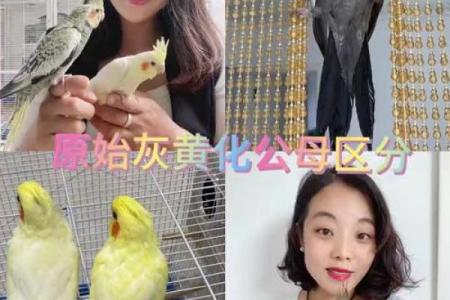 不宜养鸟的4个属相 不宜养鸟的4个属相