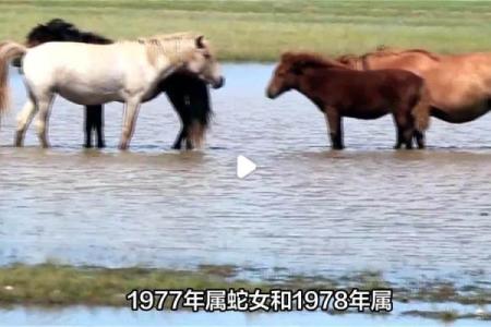 马女和蛇男属相合不合 马女和蛇男合适吗