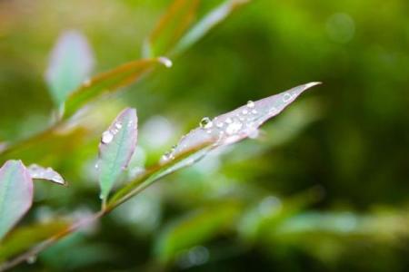 秋雨绵绵打一生肖