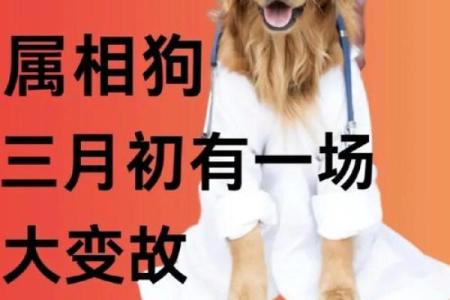 耳目心腹是什么生肖 → 狗‌（忠诚看护，耳目心腹）