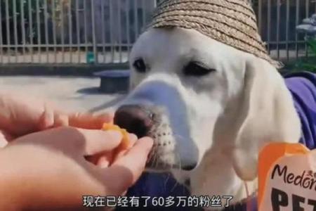 偷鸡摸狗的三大生肖 偷鸡摸狗,是什么生肖