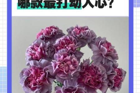 康乃馨最忌三种属相 康乃馨哪个颜色最贵