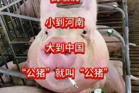 ‌天不作美打一正确生肖 → 猪（猪逢阴雨，天公不作）‌