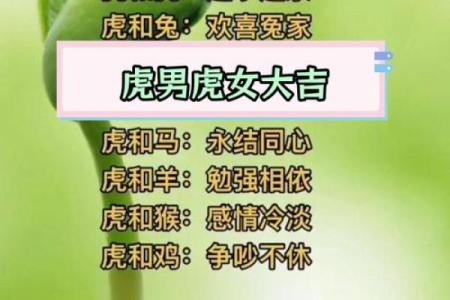 女虎和男猪的属相合不合 女虎和男猪的属相合不合