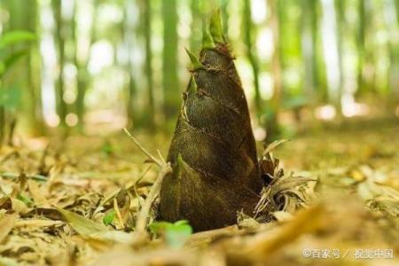 说长道短打一动物谜底揭晓，原来是它背后的故事你知道吗