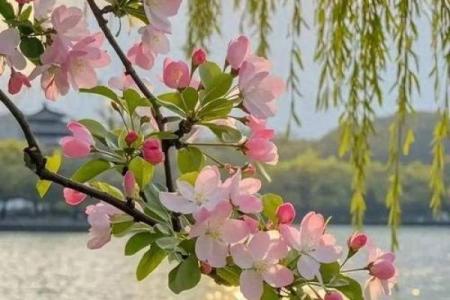 ‌入地钻洞是什么生肖 → 鼠‌（地穴钻营，鼠道纵横）