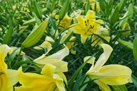 花齐放是什么生肖 花齐放的意思