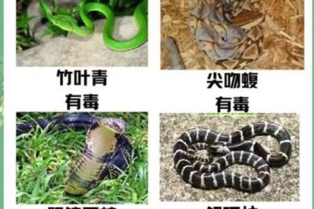 ‌唯唯绸否打一生肖 → 蛇‌（蛇芯吞吐，似应非应）