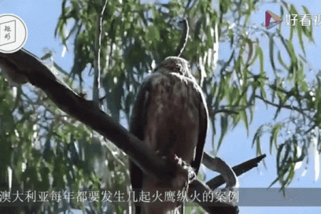 恨之入骨打一生肖(恨之入骨打一生肖是不是马)