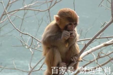 天伦之乐是什么生肖