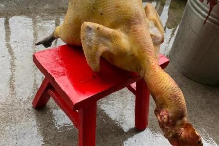 一毛不拔的三大生肖 一毛不拔打一最佳生肖