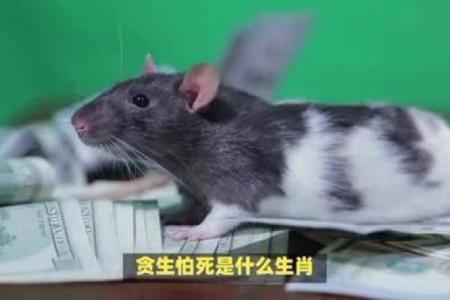 贪生怕死打一生肖(贪生怕死打一生肖答案)
