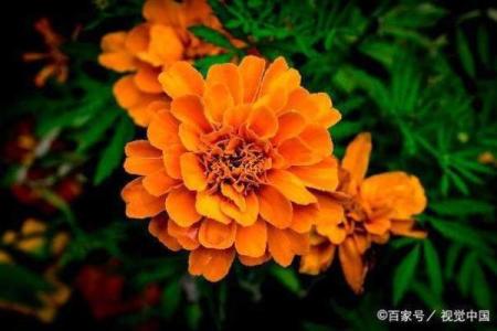 金山银山一场梦打一生肖