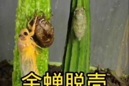 金蝉脱壳打一个正确生肖