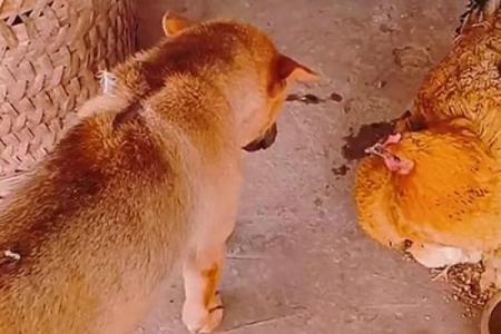黄鼠狼给鸡拜年是什么生肖 黄鼠狼给鸡拜年打一正确生肖