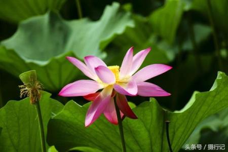 出水芙蓉打一生肖正确答案是什么？具体解析来了