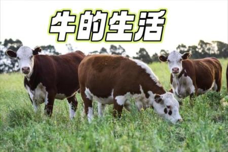 ‌非驴非马是什么生肖 → 牛（牛形驴马，非此非彼）‌