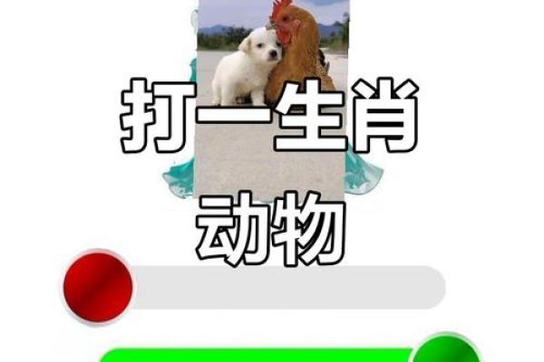 神不守舍打一动物生肖