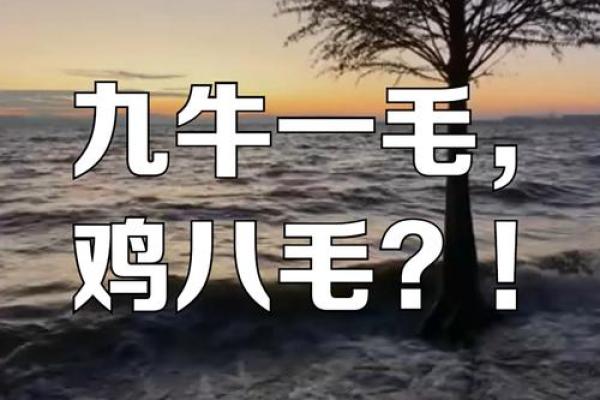 九牛一毛打一正确生肖 九牛一毛打一动物正确答案