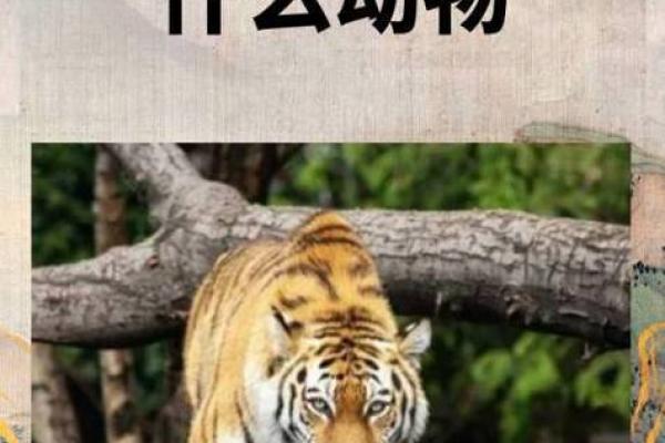想知道奔车朽索所比喻的生肖动物及其深层含义解析
