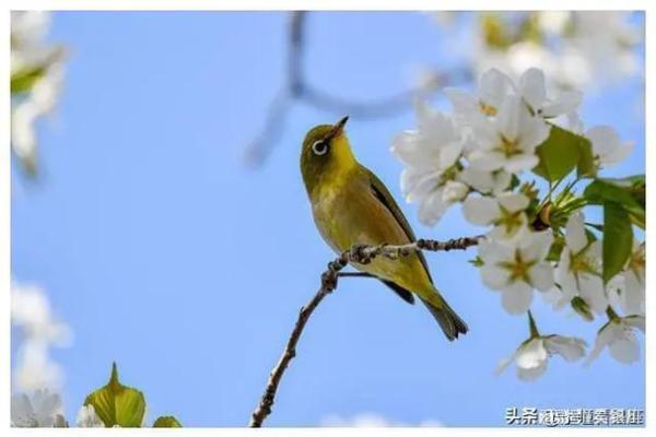 翩翩起舞是什么生肖(翩翩起舞打一动物生肖)