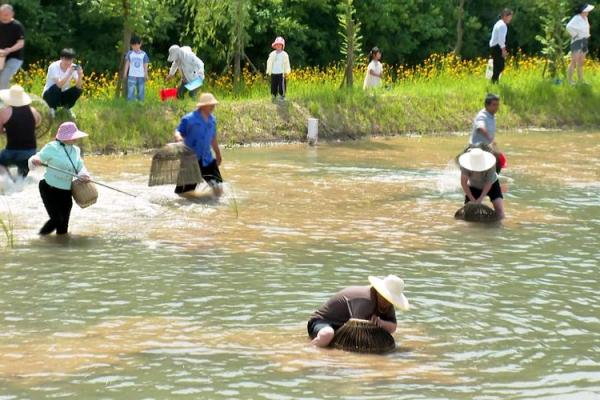 混水摸鱼什么生肖(混水摸鱼的动物是什么生肖)