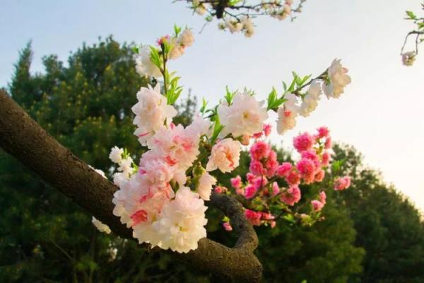 暮春三月是什么生肖(暮春三月是什么生肖动物)