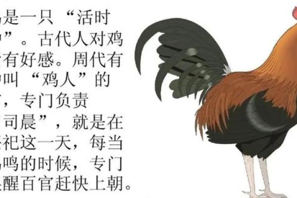 出生蛋壳体虽轻是什么生肖 出生蛋壳体虽轻是什么生肖