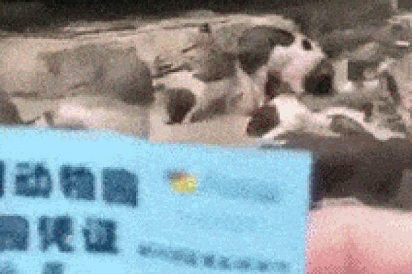 民间说法天打雷劈指的是什么生肖？着种说法从何而来？