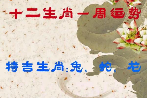 开路先锋打一最佳生肖 先锋打一正确生肖动物