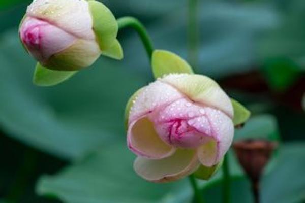 芙蓉出水打一生肖(芙蓉出水打一生肖答案)