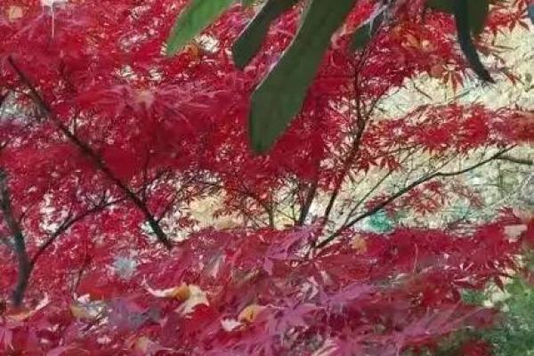 一朝一夕是什么生肖(一朝一夕打一数字)
