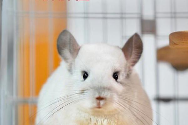什么生肖不能养龙猫 哪些属相不能养猫咪