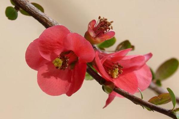 红色梅花三六九是什么生肖(红色梅花三六九是什么生肖和数字)