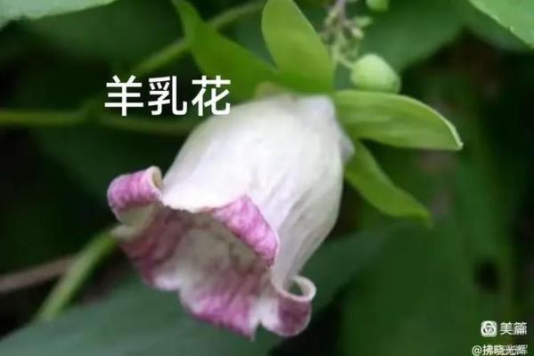 春色破晓猜一生肖(春色破晓猜一生肖迷底)
