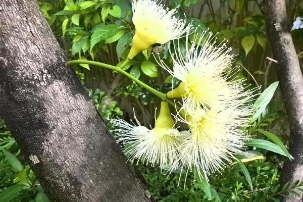 奇花异果是什么生肖