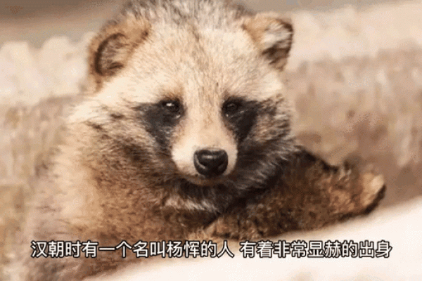 一丘之貉打一生肖最佳答案是什么？它的由来和典故解析