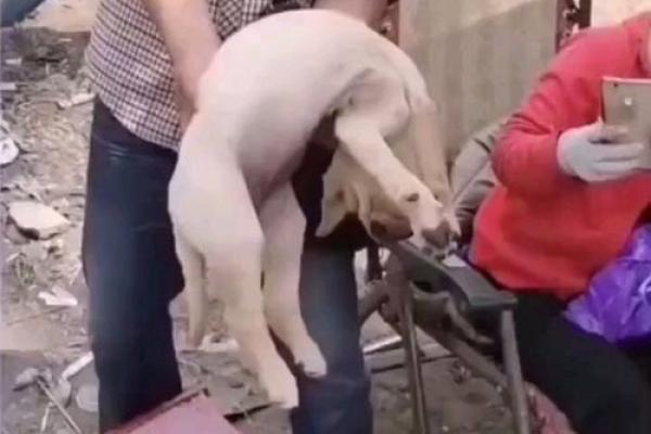 装死买活指什么生肖动物(装死买活是什么意思)