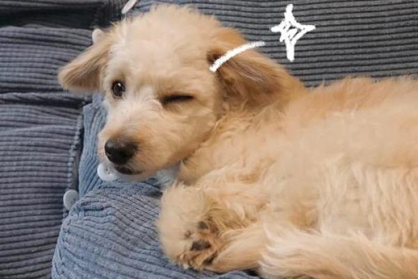 ‌夜不闭户是什么生肖：‌ 狗 (守夜)